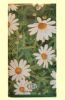 Daisy May green pocket tissue package