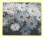 Daisy Mousepad