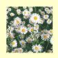 Daisy on Daisy luncheon napkins