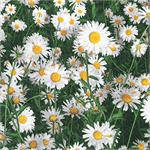 Daisy Napkins